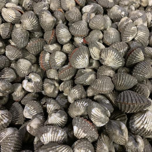 【血蛤】当日活捕活寄，蚶肉肉嫩润滑，味道鲜美_一份一斤，36.8元 商品图3