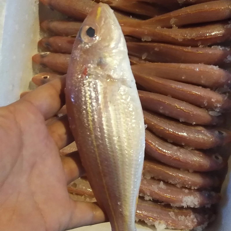 金线鱼(1斤装)三条左右