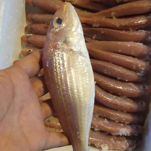 金线鱼(1斤装)三条左右 商品图0