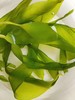 霞浦海带嫩苗（芽新鲜薄幼嫩 2斤装） 商品缩略图5
