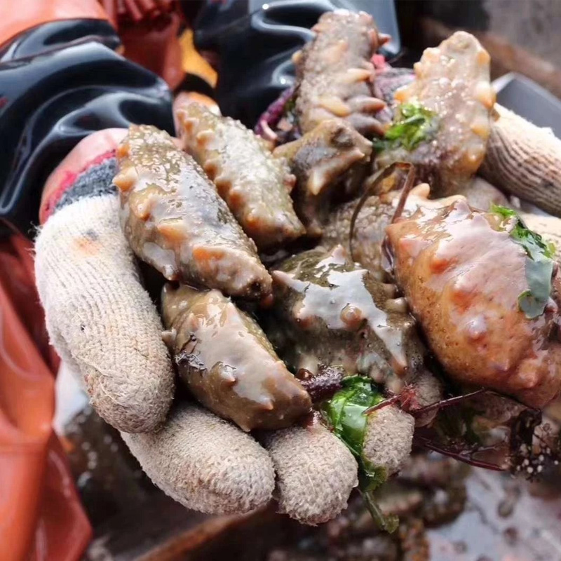 大连活海参1斤装3一4条//