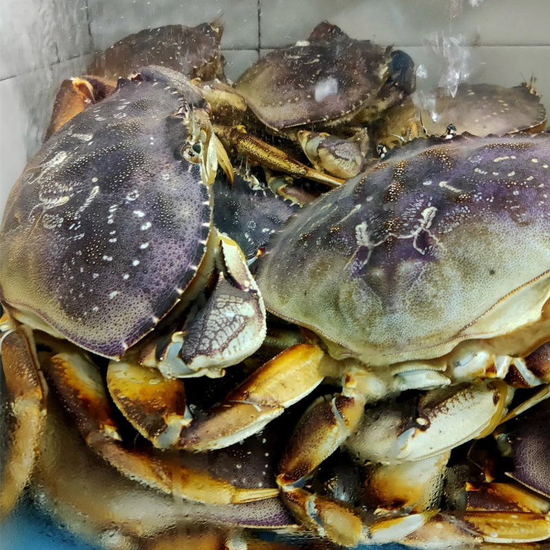 珍宝蟹1.8-2斤/只【香鲜诱人】