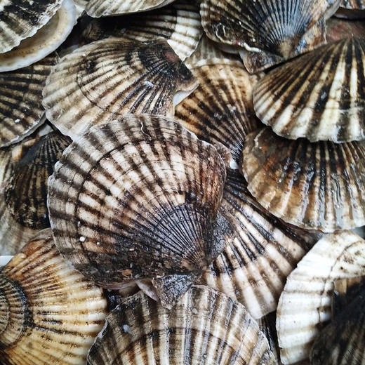 鲜活扇贝1斤/4一5个// 商品图1