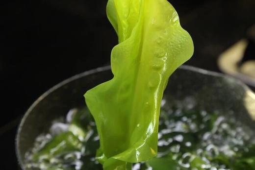 霞浦海带嫩苗（芽新鲜薄幼嫩 2斤装） 商品图4