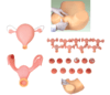 【医学模型】高级妇科检查模型 商品缩略图0