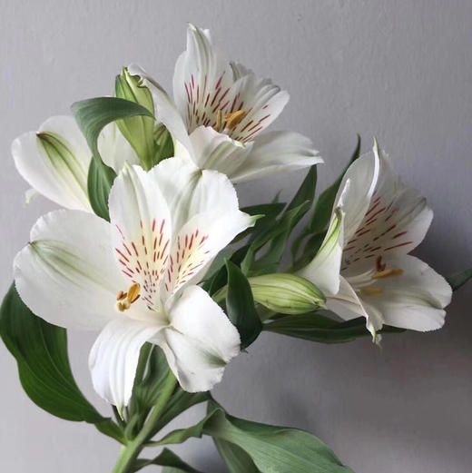 六出花/水仙百合白色10支装 商品图0