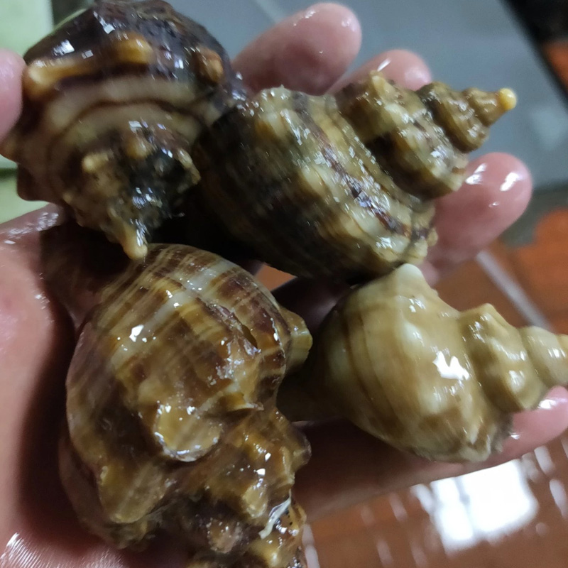 鲜活海螺1斤5一6个左右∥