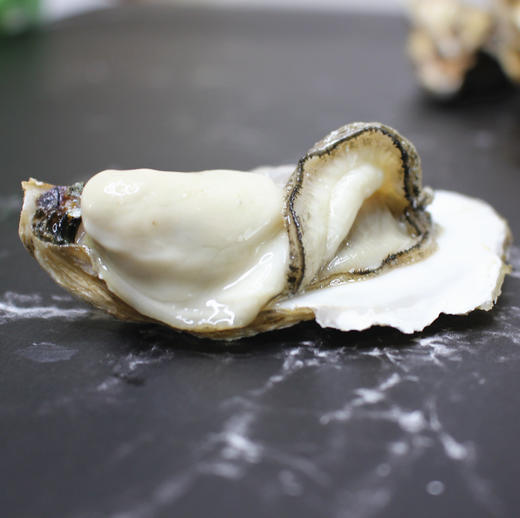 山东日照生蚝5斤肥大鲜美可炭烤清蒸下火锅