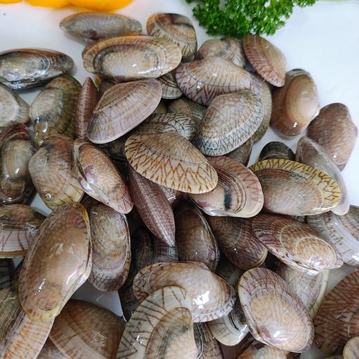 鲜活油蛤斤
