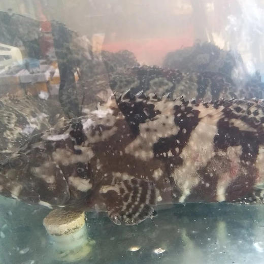 活的老虎斑，1条1一1.1斤 商品图1