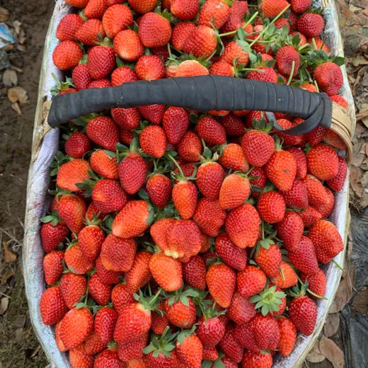 【四川好物】大凉山奶油草莓  1.4斤/2.4斤/3斤/4.5斤  京东/顺丰直达 商品图5