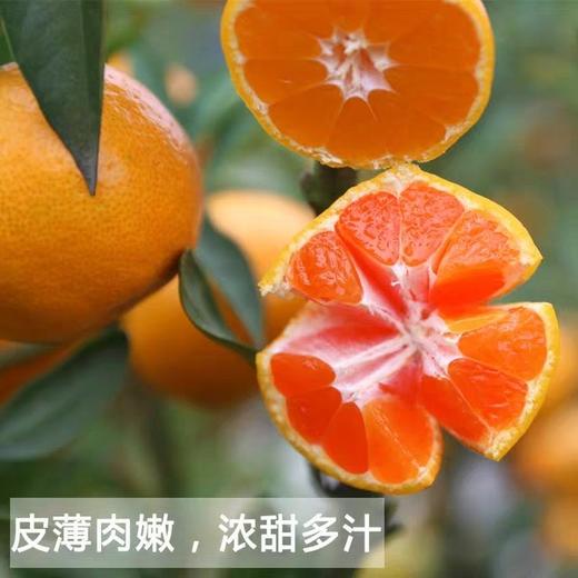 涌泉蜜橘蜜桔4.5-5斤装 商品图12