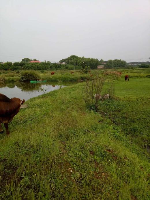 黄牛肉（1斤装）送配料，每周只有星期一，星期三，星期六，杀牛 商品图9