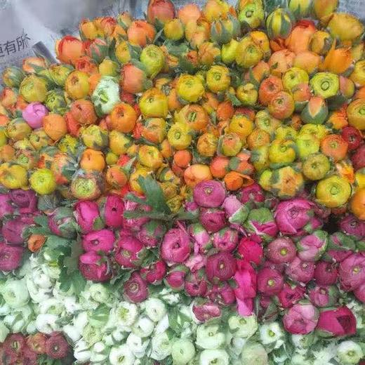 洋牡丹 橙色 商品图1