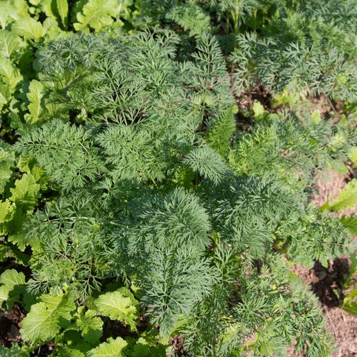 橙色胡萝卜 Carrot 商品图4