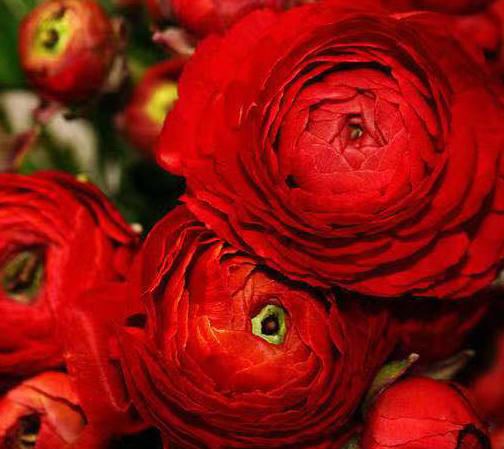 洋牡丹 红色 商品图1