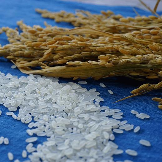 新米 舒兰大米 故溪香稻，2.5kg小包装，稻花香米，家乡的大米，软糯醇正 商品图3