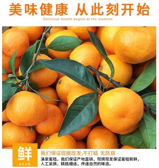 涌泉蜜橘蜜桔4.5-5斤装 商品图6