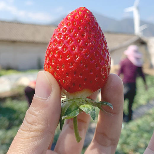 【四川好物】大凉山奶油草莓  1.4斤/2.4斤/3斤/4.5斤  京东/顺丰直达 商品图4