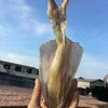 【海货精选】东山海鲜•带着卵的母鱿鱼 原生态晾晒工艺 不加盐 不添加色素 月子餐必备 商品缩略图5