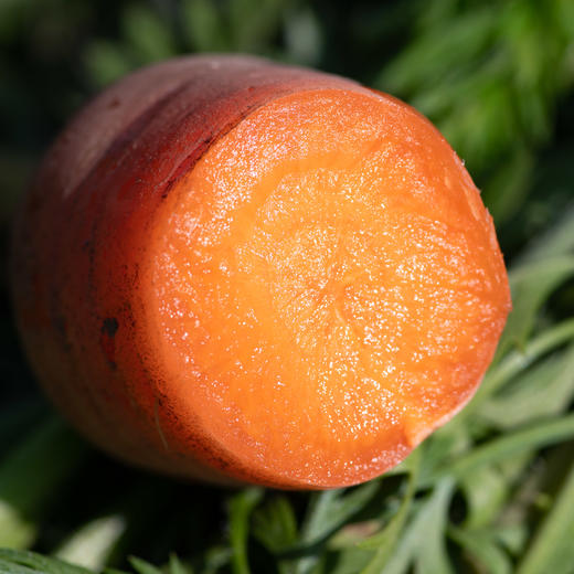 橙色胡萝卜 Carrot 商品图3