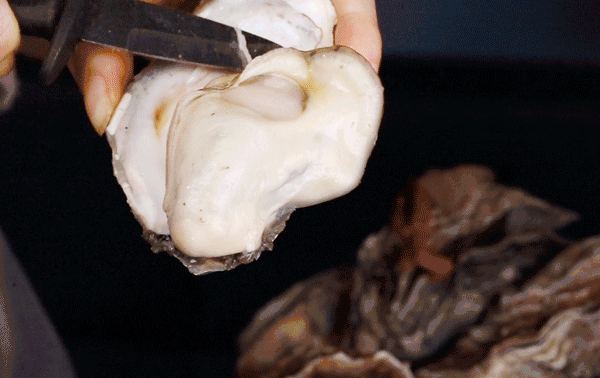 新鲜肥美 正宗乳山生蚝牡蛎 5斤装39.9包邮!送开蚝刀!