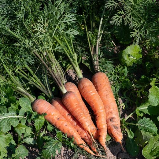 橙色胡萝卜 Carrot 商品图2