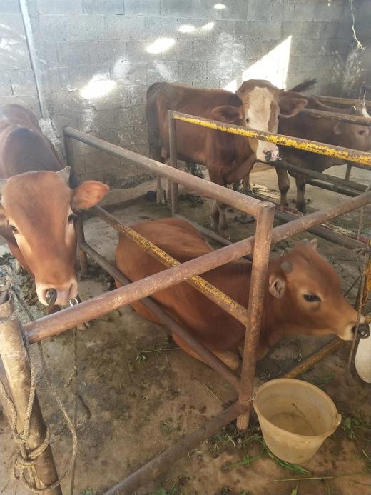 黄牛肉（1斤装）送配料，每周只有星期一，星期三，星期六，杀牛 商品图8