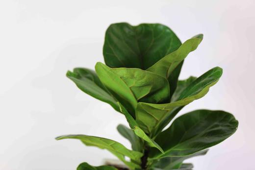 同城配送精美小植物琴叶榕