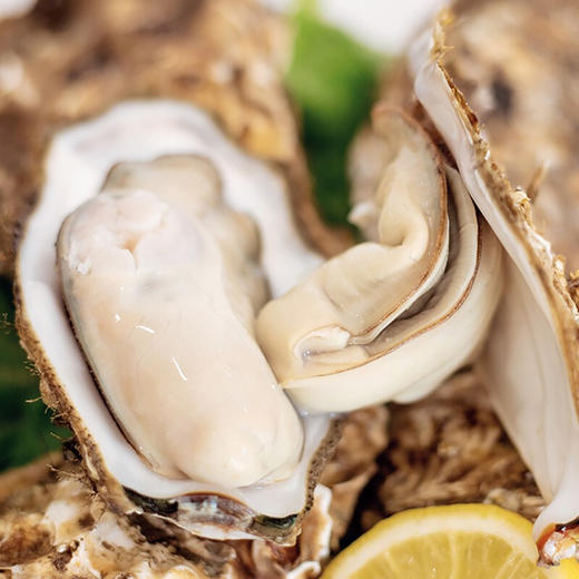 海阳连理岛深海生蚝5斤