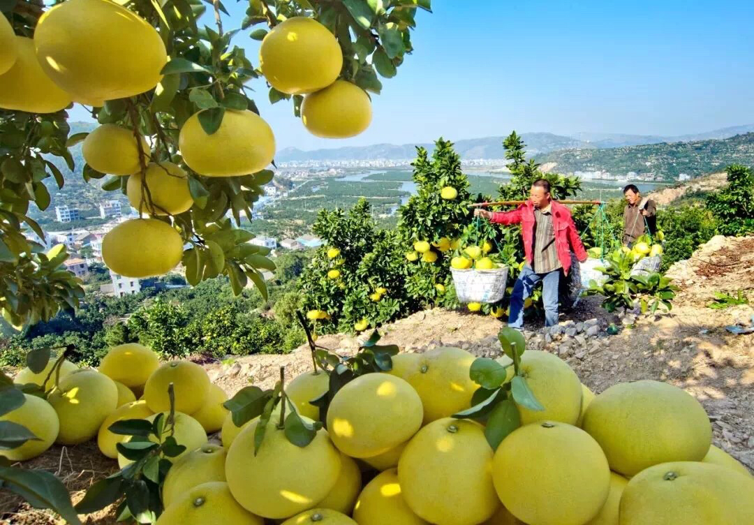 玉环文旦味浓清香果皮果肉清甜清香一颗约3斤4颗箱礼盒装