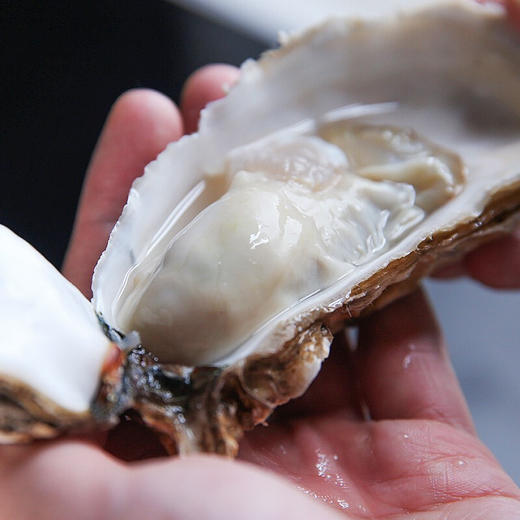海阳连理岛深海生蚝5斤