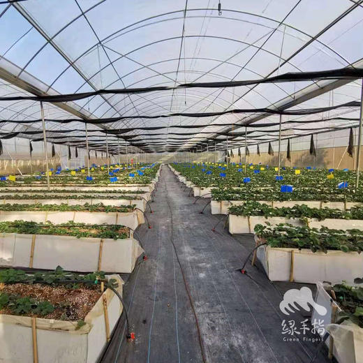 有机草莓（过年不停发） | 绿家自产*Organic strawberry | Self-production 商品图5