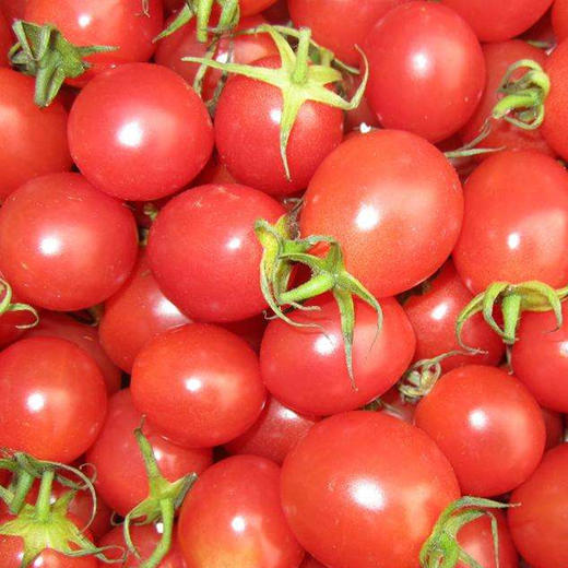 千禧小柿子约2斤份