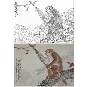 工笔动物白描底稿-郑路迅作品十二生肖-猴-斗方小品册页-LX09