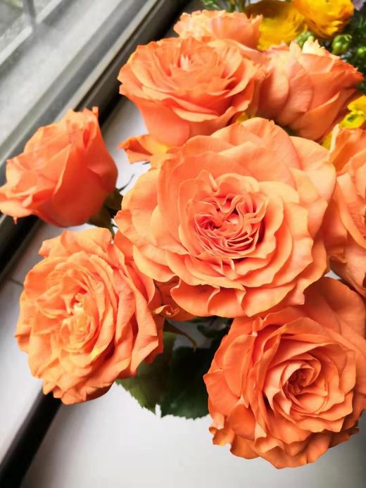 mariangela玛丽安吉拉10枝现货