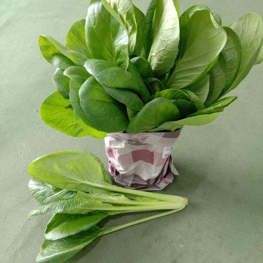自然农法种植8种蔬菜组合箱 商品图8