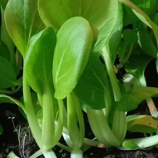 鸡毛菜 商品图1