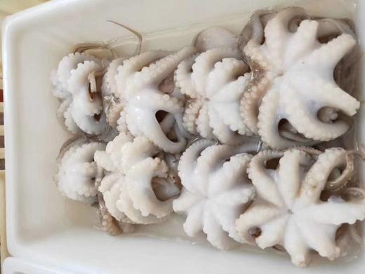 去肚小八爪 商品图4