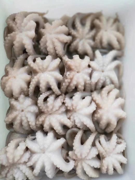 去肚小八爪 商品图3