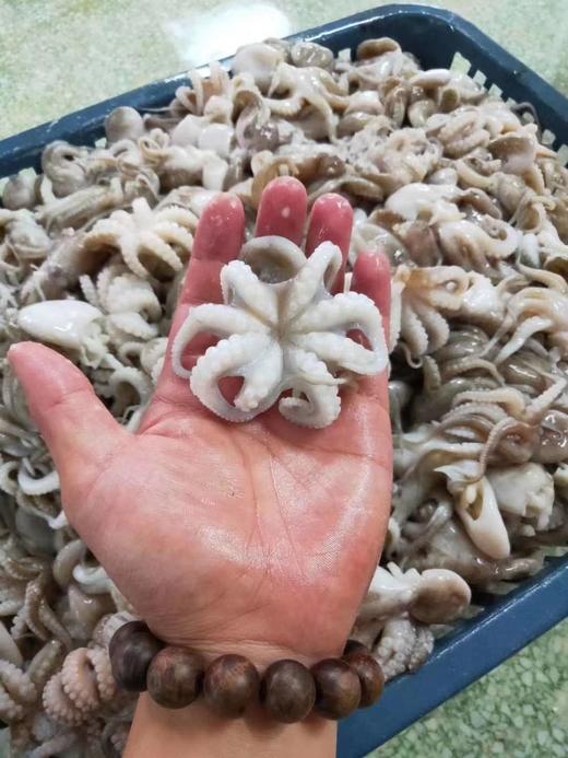 去肚小八爪 商品图2