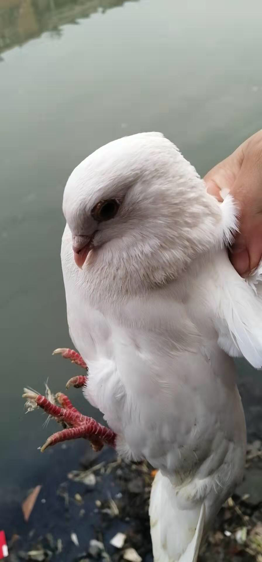 每周五配送，周四晚上8点截单＃鸽子，18月龄嫩鸽/五年老鸽，纯粮食喂养，冬季滋补好食材。产妇孕妇手术后康复人群，年老体弱及儿童，都很合适！