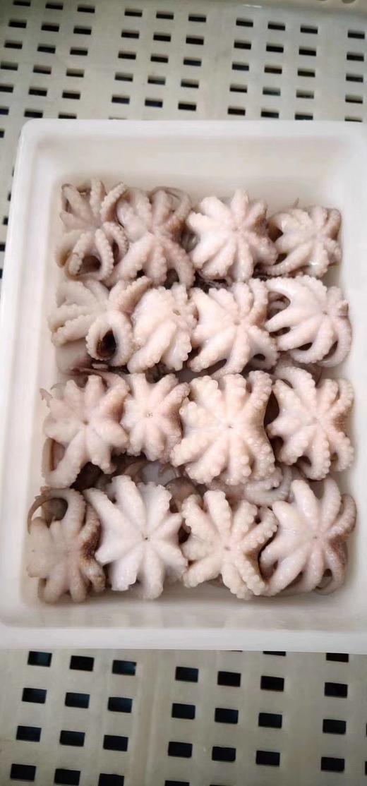 去肚小八爪 商品图7