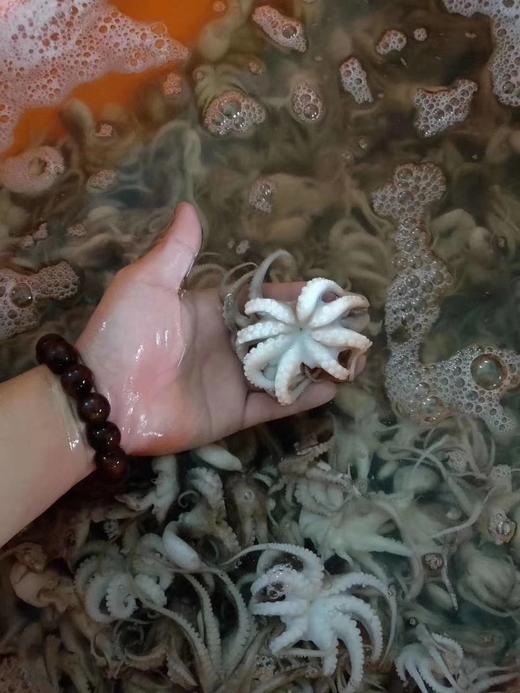 去肚小八爪 商品图5