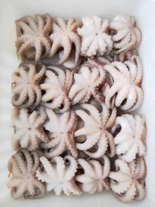 去肚小八爪 商品图6