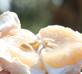 【原产地直发】浙江名果玉环文旦 2020新果个头大水分足