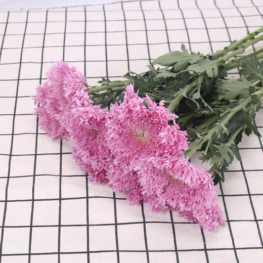 面包菊·粉色 商品图0