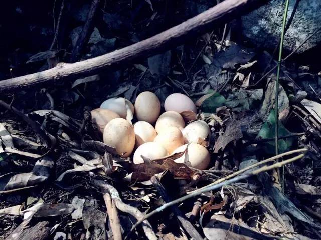 番茄文化节丨30元鸡蛋抵扣券，限番茄文化节活动现场使用