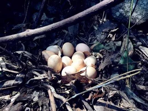 番茄文化节丨30元鸡蛋抵扣券，限番茄文化节活动现场使用 商品图0