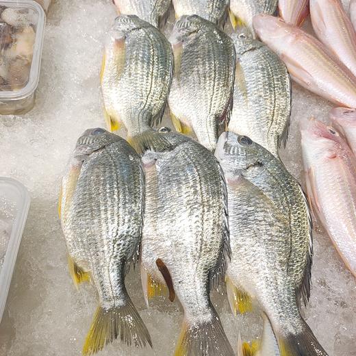 冰鲜黄翅鱼 /条 商品图2